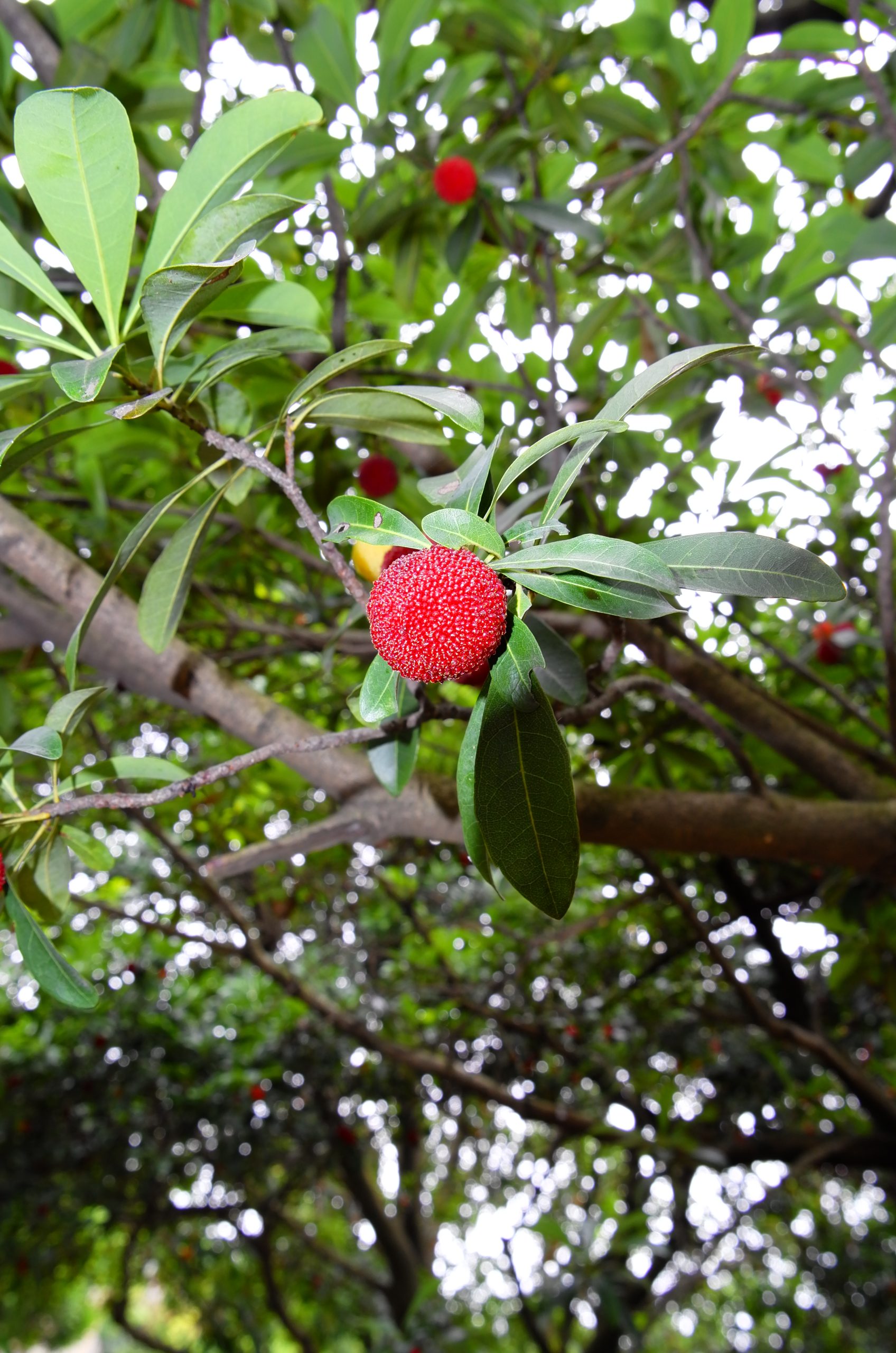 L1000833